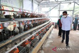 Mendes  berharap program peternakan BUMDesma dukung pangan nasional