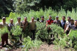 Polda Sumut musnahkan 2 hektare  ladang ganja di Kabupaten Madina