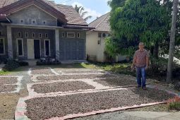 Harga pinang di Aceh Jaya anjlok
