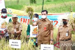Wali Kota panen padi unggul di Bangkal