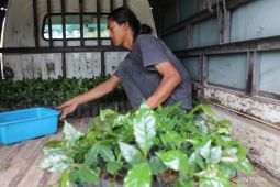 Petani Taput borong bibit Kopi Arabika Sipirok