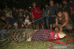 Bagian kearifan lokal, buaya di Sungai Palu tak ditangkap