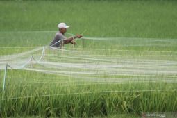 DPKP Jatim sebut stok pupuk subsidi mencukupi hingga Juli 2022