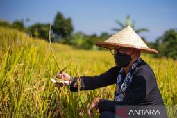 Wali Kota Bogor sebut wisata alam Mulyaharja bisa sandingkan dengan Ubud Bali