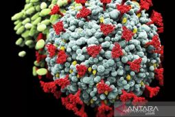 Eropa tidak lagi kategorikan varian  Alfa sebagai VoC