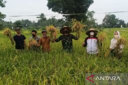 Sejumlah petani di Kabupaten HST mulai panen
