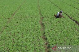 Govt substitutes import commodities, pushes local food production