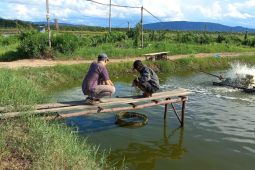 PLN UP3 Singkawang gencar laksanakan program Electrifying Agriculture