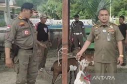 Satpol PP amankan puluhan hewan ternak