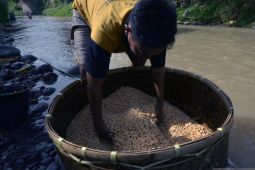 Seknas Jokowi menyarankan kedelai tidak dilepas ke perdagangan bebas