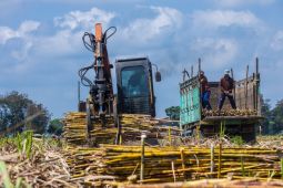 PTPN X bentuk klaster pabrik gula kejar target giling 4,2 juta ton tebu
