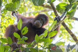 Pemerintah pastikan lindungi orang utan dalam pembangunan Ibu Kota baru