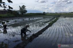 DPKP Kota Batu pastikan ketersediaan pupuk subsidi mencukupi