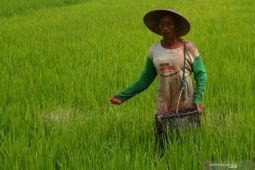 Pupuk Kujang alokasikan 83.064 ton pupuk hadapi musim tanam gadu di Sukabumi