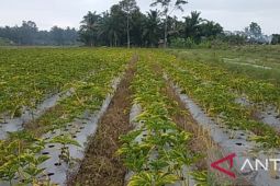Pemdes di Mukomuko integrasikan porang-sawit