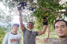 Distanbun sertifikasi 311.151 batang benih jengkol unggulan Abdya