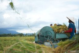 Kementerian Pertanian pastikan produksi beras nasional aman
