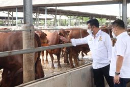 Stok sapi siap potong dipastikan aman hingga Lebaran, kata Mentan