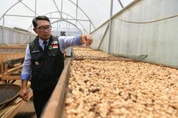Ridwan Kamil lepas ekspor kopi Garut ke Belanda senilai Rp 4 miliar
