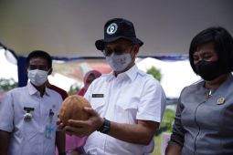 Ada "sawo" jumbo di Hortifest Pontianak