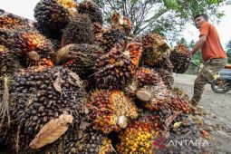 Harga sawit di Aceh Utara turun jadi Rp1.600 per kilogram