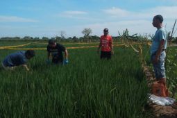 Mayat wanita tanpa identitas ditemukan di sawah