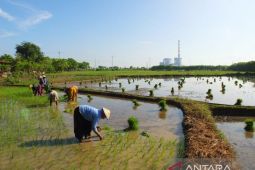 PLN pakai sekam padi untuk campuran bahan bakar PLTU