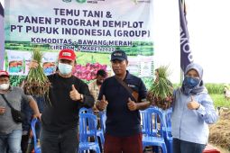 Panen bawang merah Cirebon terbebas hama jamur