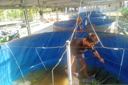 Bangka Tengah dorong Pokdakan gunakan pakan mandiri