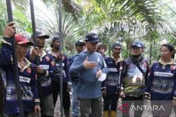 Pemprov Babel kembangkan lada sawit sistem tumpang sari