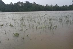 1.141 hektare sawah di Aceh Timur terendam banjir
