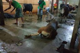 Pemotongan sapi di RPH Paser mulai meningkat jelang Ramadhan