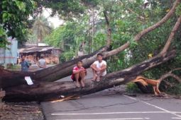 DLHK Kota Depok siagakan Satuan Tugas Pohon