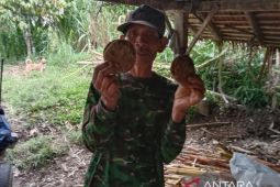 Kementan dorong pengembangan gula merah
