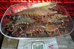 Dinas Kelautan Berau kembangkan sistem informasi produksi udang