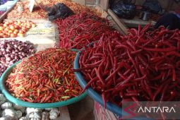 Maluku antisipasi kenaikan harga cabai akibat pasokan berkurang