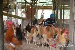 Momentum peringatan Hari Perempuan Sedunia, Kelompok Wanita Tani Tunas Berseri Desa Kayu Besi terima bantuan dari PT Timah Tbk
