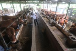 Sapi Jatim siap penuhi kebutuhan Jabodetabek dan Bandung Raya
