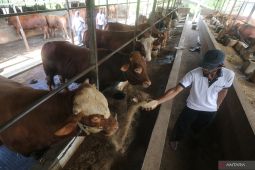 Populasi Sapi di Kediri