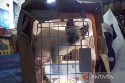 Bea Cukai gagalkan penyelundupan satwa dan kendaraan antik asal Thailand di Aceh Tamiang