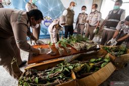 BBKP Surabaya amankan ratusan bibit anggrek asal Merauke