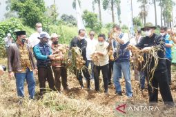 Kentang dari Bandung berkontribusi 26 persen kebutuhan Jawa Barat