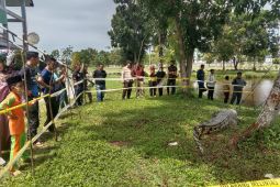 BKSDA evakuasi buaya pemangsa manusia di sungai Mukomuko