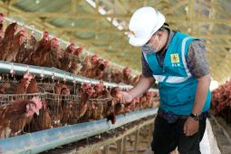 Peternak ayam milenial di Sulsel hemat puluhan juta Rupiah dengan listrik PLN
