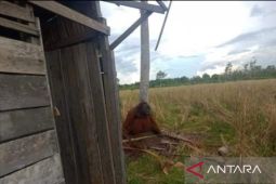 Orangutan masuk ke perkebunan sawit di Seponti KKU, BKSDA cek lapangan