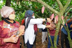 Angkat potensi Banyuwangi penghasil cokelat terbaik di dunia lewat festival