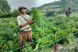 Petani sayuran di Rejang Lebong keluhkan rendahnya harga jual