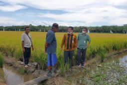 DTPH Paser targetkan 90 ton produksi penangkaran benih padi