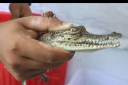 BKSDA evakuasi anak buaya muara di Kediri