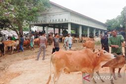 Harga sapi jelang meugang Ramadhan capai Rp30 juta